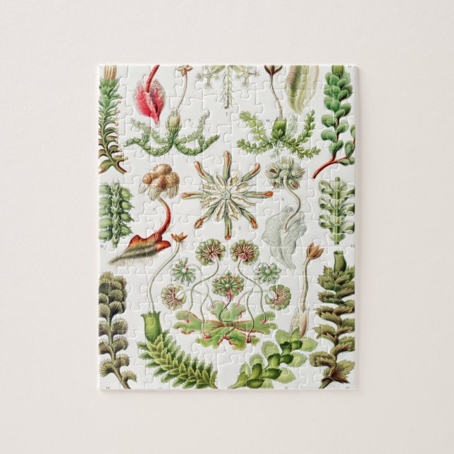 Hepaticae Lebermoose by Ernst Haeckel Jigsaw Puzzle (Vertical)