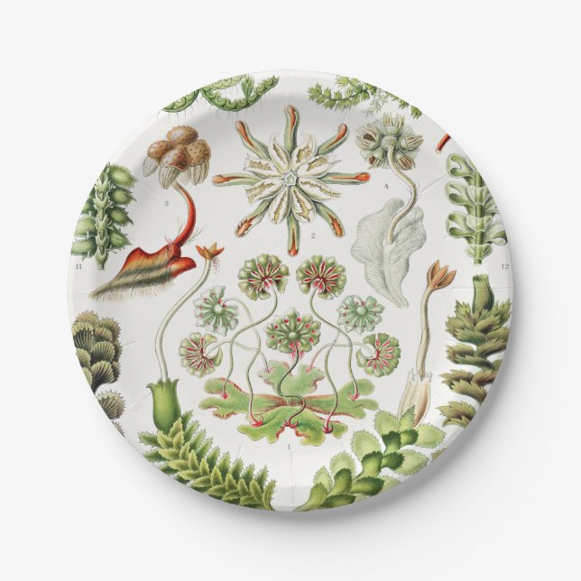 Hepaticae Lebermoose by Ernst Haeckel Paper Plate (Front)