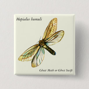 Hepialus humuli female - Ghost Moth or Ghost Swift 2 Inch Square Button
