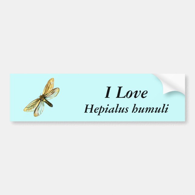 Hepialus humuli female - Ghost Moth or Ghost Swift Bumper Sticker (Front)