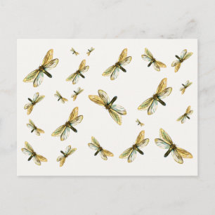 Hepialus humuli female - Ghost Moth or Ghost Swift Postcard