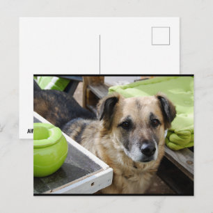 Her Loyal Focus Postcard