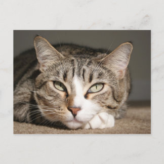 Her name is Asia Postcard