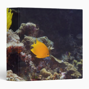 Herald's angelfish (Centropyge heraldi) swimming Binder