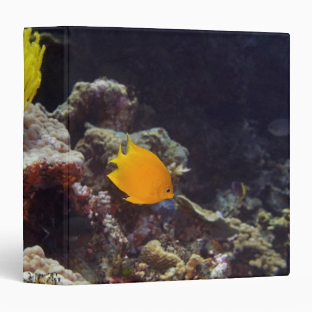 Herald's angelfish (Centropyge heraldi) swimming Binder (Front/Spine)