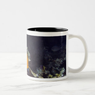 Herald's angelfish (Centropyge heraldi) swimming Two-Tone Coffee Mug