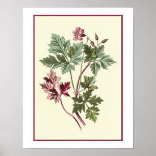 "Herb Robert" Botanical Illustration Poster