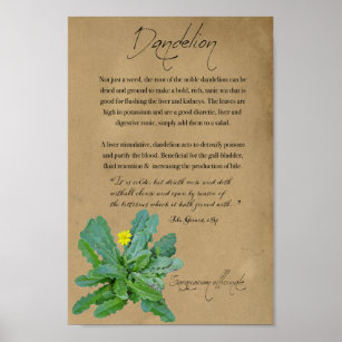 Herbal Apothecary: Dandelion   Tall Poster