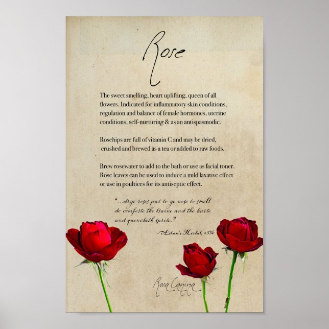 Herbal Apothecary: Rose | Botanical Poster (Front)