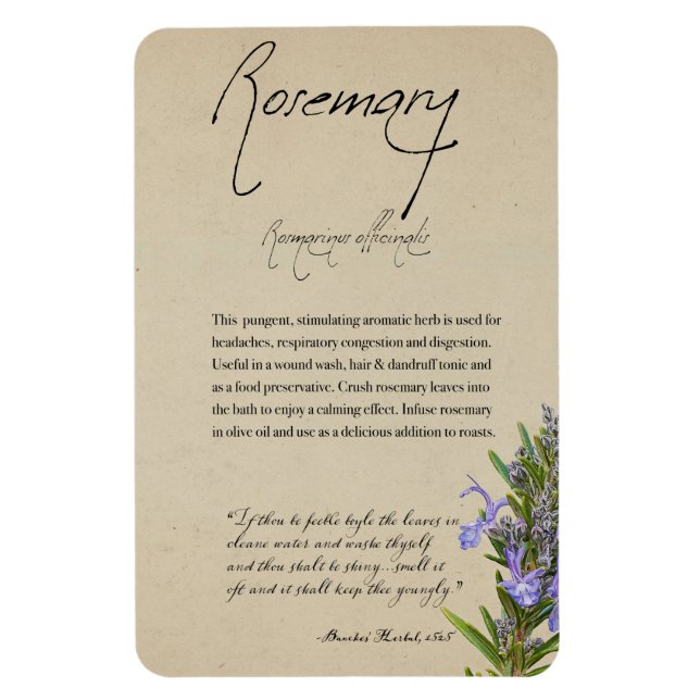 Herbal Apothecary: Rosemary | Magnet (Vertical)