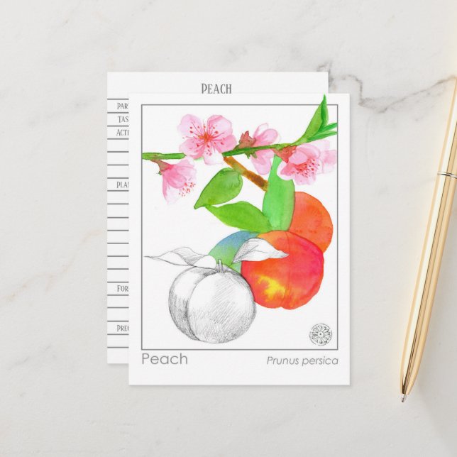  Herbalist Peaches Materia Medica Botanical Card (Front/Back In Situ)