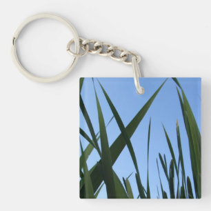 Herbe