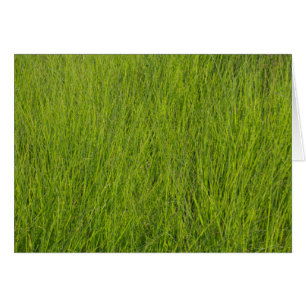 Herbe verte