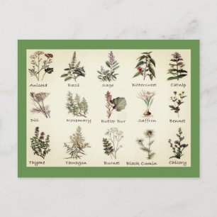 Herbs and Spices full color illustrations postcard