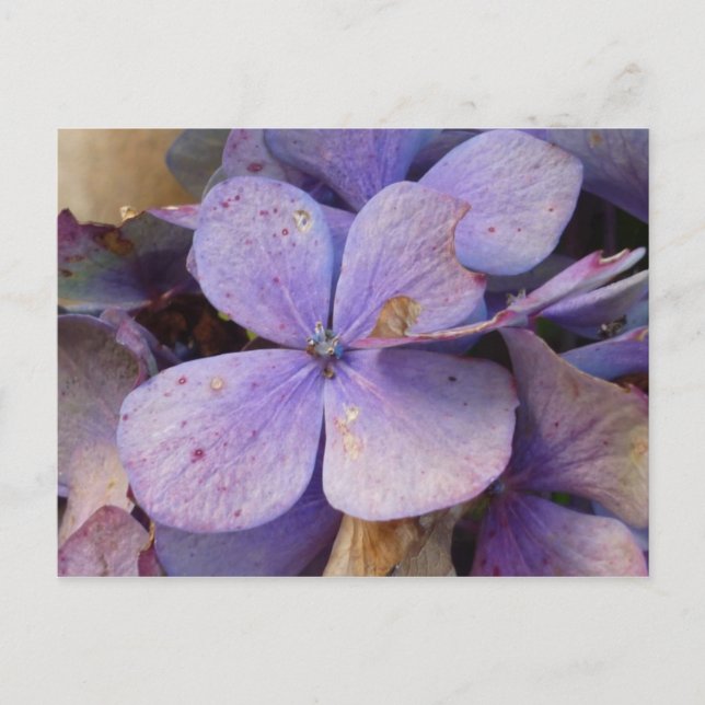Herbst - Postkarte (Hortensia) Postcard (Front)