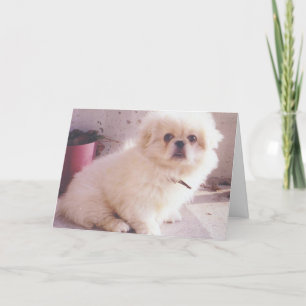 Hercules as a puppy thank you card