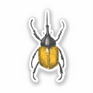 Hercules beetle