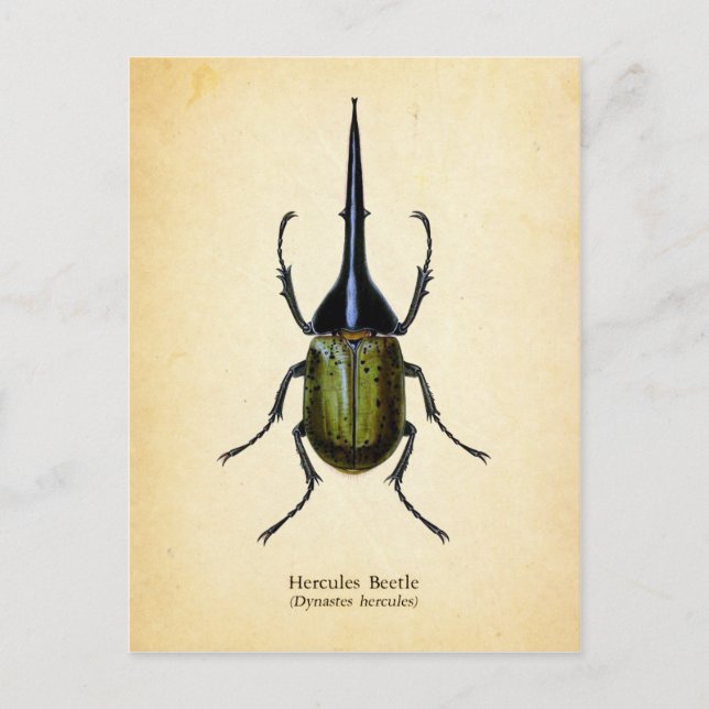 Hercules beetle postcard (Front)