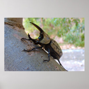 Hercules Beetle Poster