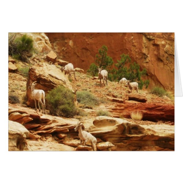 Herd... (Front Horizontal)