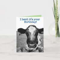 Herd it was your birthday - Cheeky Cow