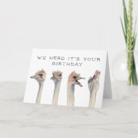 Herd Its Your Birthday | Ostrich Birds
