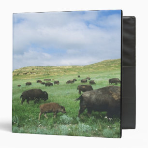 Herd of bison graze prairie grass at Theodore Binder