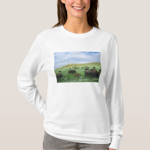 Herd of bison graze prairie grass at Theodore T-Shirt