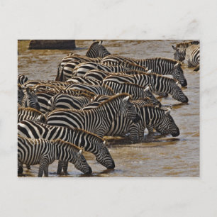 Herd of Burchell's Zebras drinking from Mara Postcard