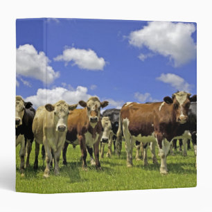 Herd of cattle and overcast sky binder