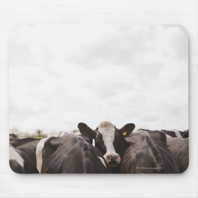 Herd of cattle and overcast sky mouse pad (Front)