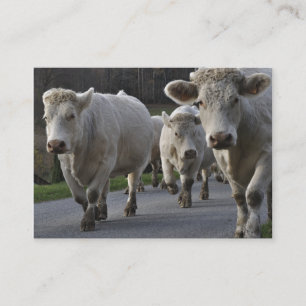 Herd of Charolais beef cattle Business Card