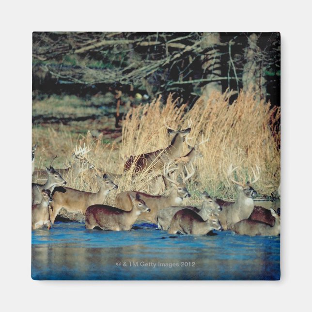 Herd of deer 2 magnet (Front)