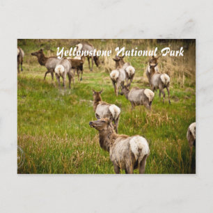 Herd of Elk at Yellowstone National Park Postcard