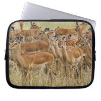 Herd of female Impala, Masai Mara, Kenya.