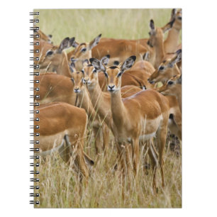 Herd of female Impala, Masai Mara, Kenya. Notebook