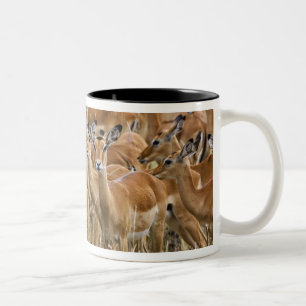 Herd of female Impala, Masai Mara, Kenya. Two-Tone Coffee Mug