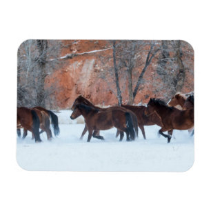 Herd of Horses Running in Snow Magnet