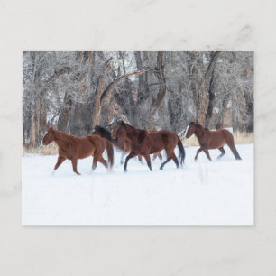 Herd of Horses Running in Winters Snow Postcard