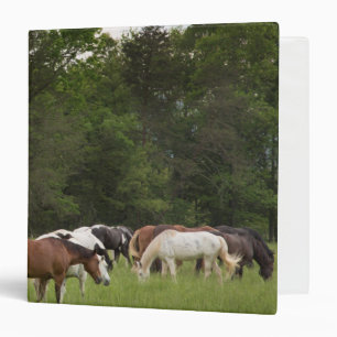 Herd of horses, Tennessee Binder