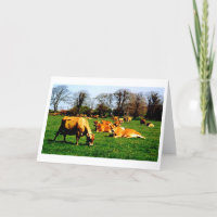 Herd of Jersey cows