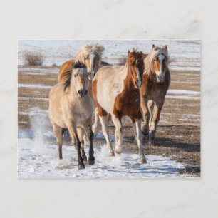 Herd of Mixed Breed Horses Running in the Snow Postcard