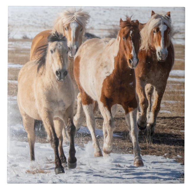 Herd of Mixed Breed Horses Running in the Snow Tile (Front)