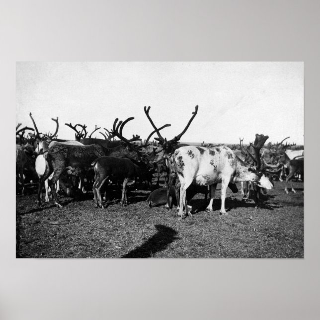 Herd of Reindeer in Alaska Photograph Poster (Front)