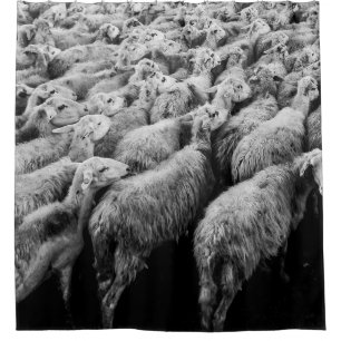 HERD OF SHEEP IN GRAYSCALE PHOTO