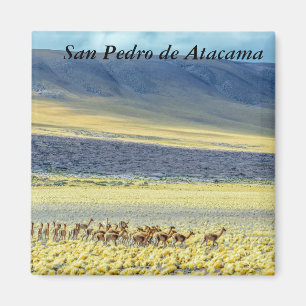 Herd of Vicunas Magnet