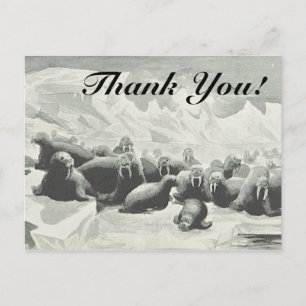 Herd of Walruses "Thank You!" Postcard