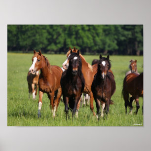 Herd of Welsh Ponies Standing In Field Poster