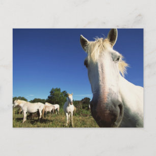 Herd of White Horses Postcard