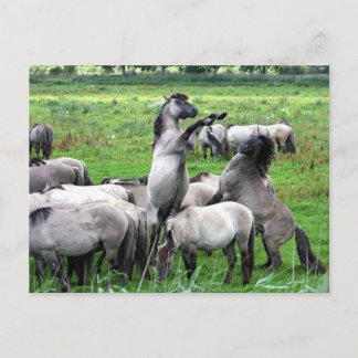 herd of wild konik horses postcard